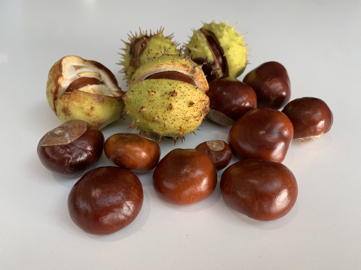 JnnyHarris's tweet photo. Utterly bonkers about conkers!

Horse Chestnut (Aesculus hippocastanum)
#autumn #conkers https://t.co/McxddmQ2zr