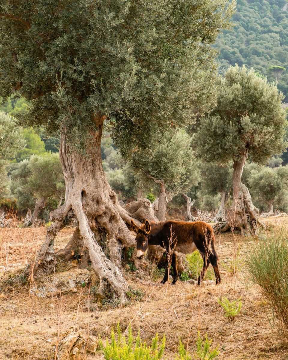 La Serra de Tramuntana 🏔️, declarada Patrimonio Mundial por la UNESCO, recorre #Mallorca de noreste a suroeste. 📍

Guarda senderos, pueblos de calles cubiertas de piedras, miradores, olivares y calas escondidas. 💚

#islasbaleares #illesbalears #visitmallorca #tramuntana #hiking