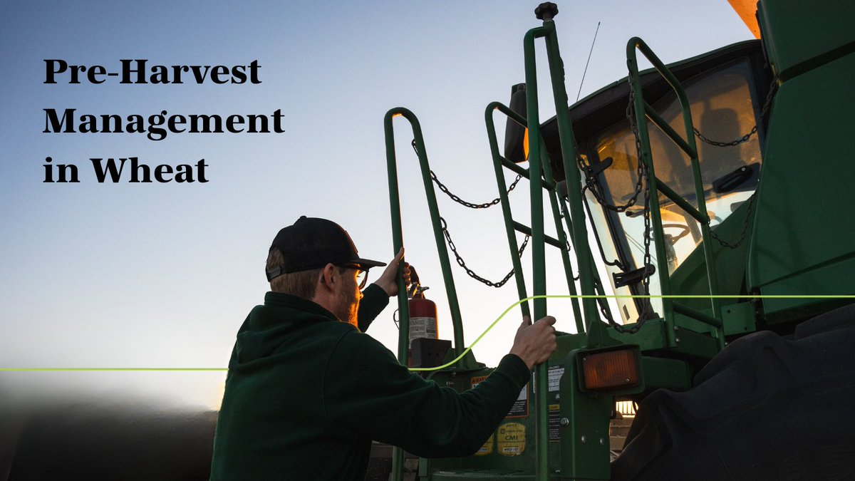 Sask Wheat (@saskwheat) on Twitter photo Staging wheat for pre-harvest weed control can be tricky, especially in years when the crop is uneven due to poor conditions. Pre-harvest staging is critical to avoid any herbicide residues in the grain, which can lead to Maximum Residue Limit (MRL) and marketability issues. Staging wheat for pre-harvest weed control can be tricky, especially in years when the crop is uneven due to poor conditions. Pre-harvest staging is critical to avoid any herbicide residues in the grain, which can lead to Maximum Residue Limit (MRL) and marketability issues.