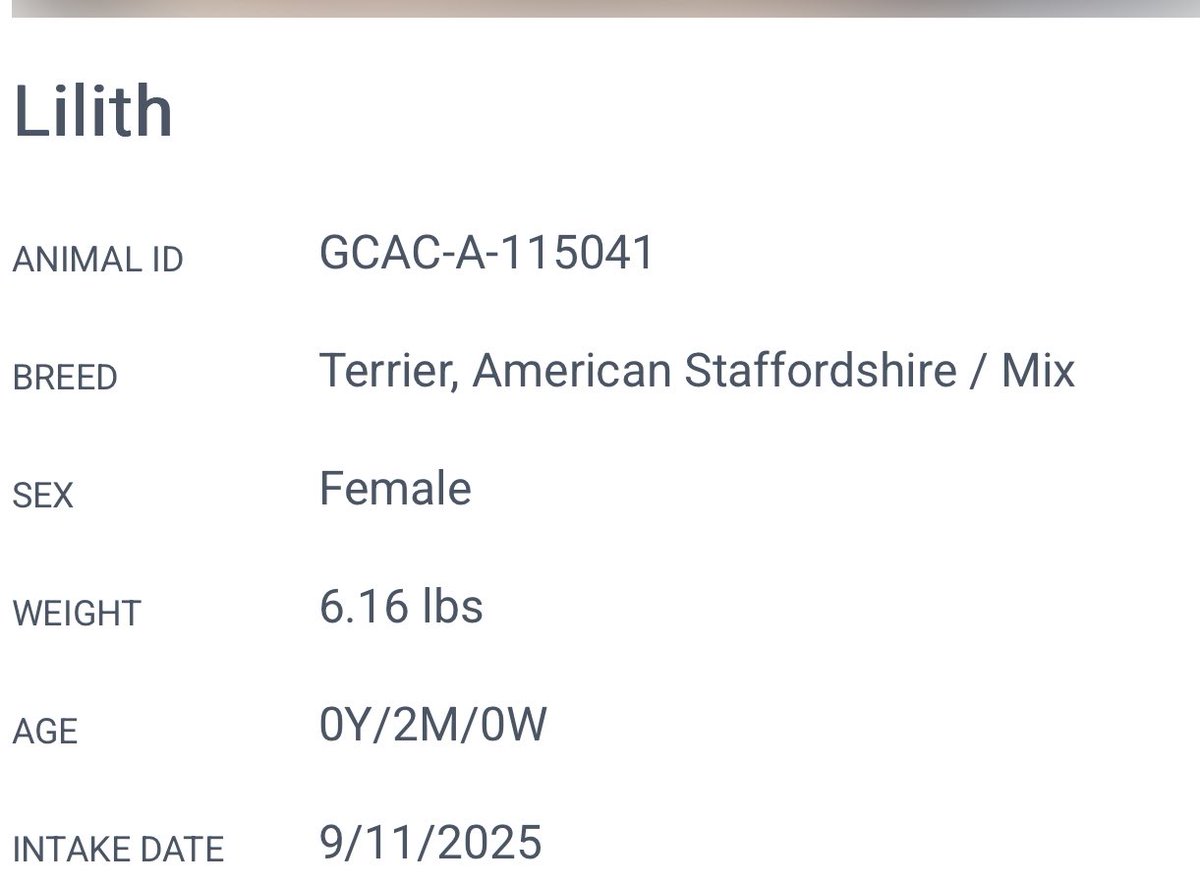 😢 Poor 2-month-old Lilith was found in poor shape! The shelter has her feeling better and she’s ready for a forever home to grow up in!
📍 Greenville #SouthCarolina 
☎️ (864) 467-3952
<a href="/Dubs4Mutts/">🐶Amber & Belle🐾</a> <a href="/PawsnTails4TX/">@PawsnTails4TX 🇺🇸🇺🇸🐾🐾</a> <a href="/psychicwhisper3/">Eileen Bacon</a> <a href="/LisaBrabson/">Lisa Brabson.</a> <a href="/_DOGPOOL_/">DOGPOOL</a> #AdoptDontShop
