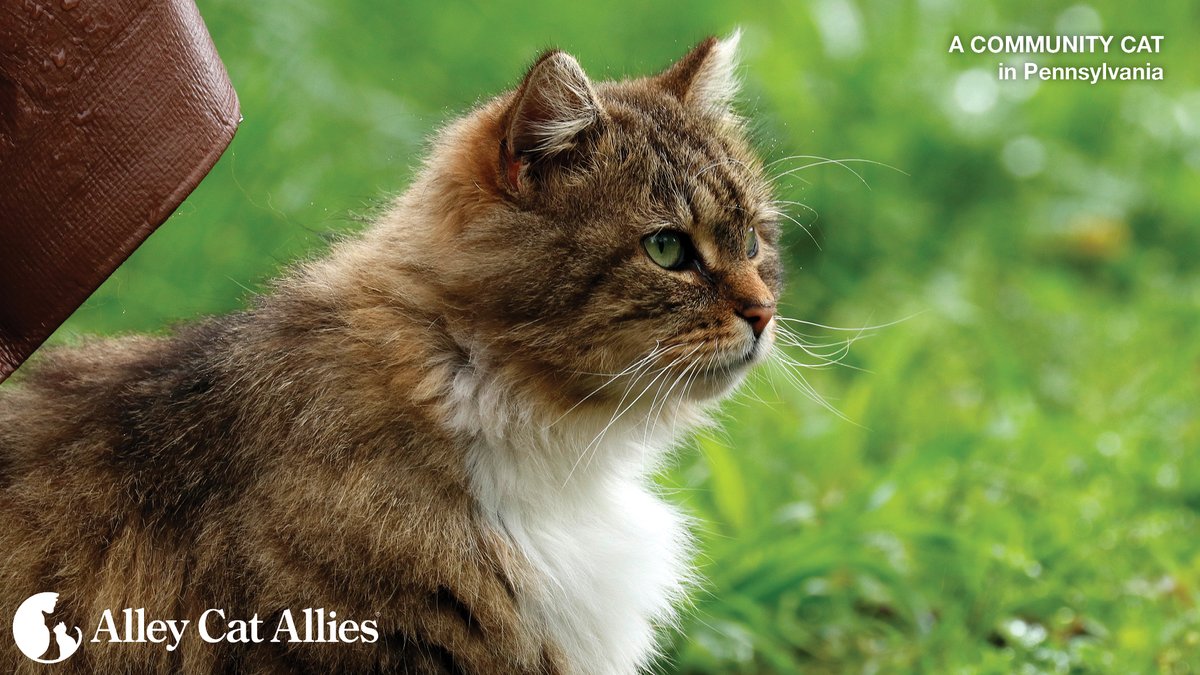 alleycatallies's tweet image. Knowing your rights is key when it comes to protecting community cats. Sometimes that means speaking up, not just for the cats but for yourself. 

Educating others on the importance of #TNR and community cat care can make all the difference!

Learn more: alleycat.org/KnowYourRights.