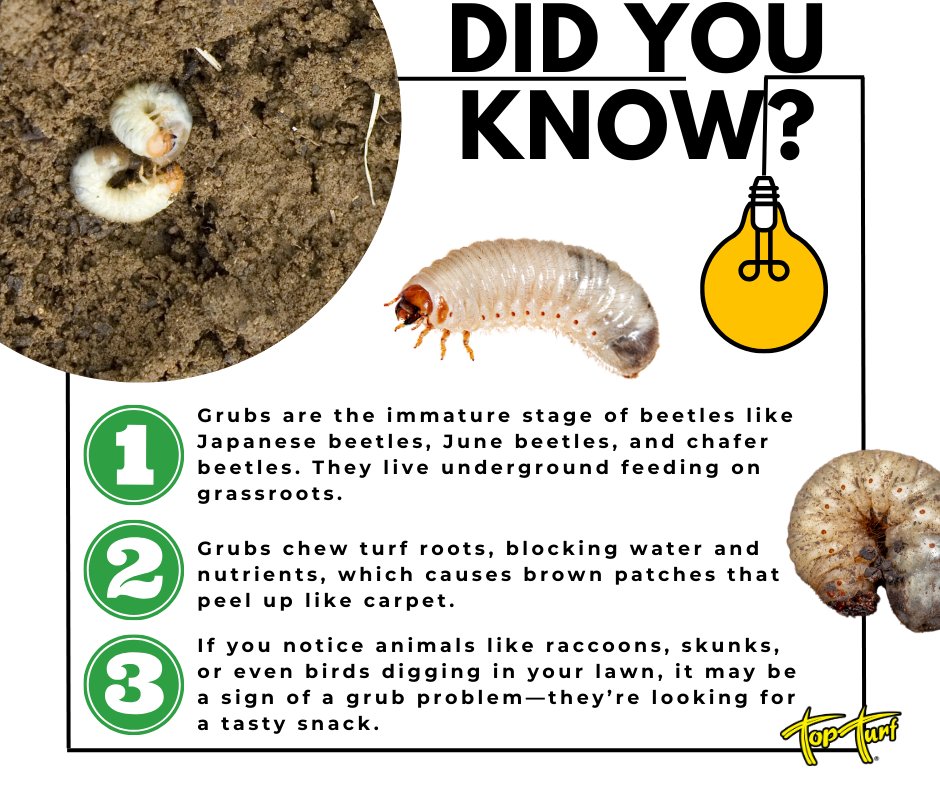TopTurf's tweet image. These beetle larvae chew through turf roots, leaving behind brown patches and attracting hungry critters. Keep your grass healthy and protected—don’t let grubs roll out the welcome mat! 💚✨
#TopTurf #LawnCareTips #GrubControl #HealthyLawn #PestControl #LawnCare