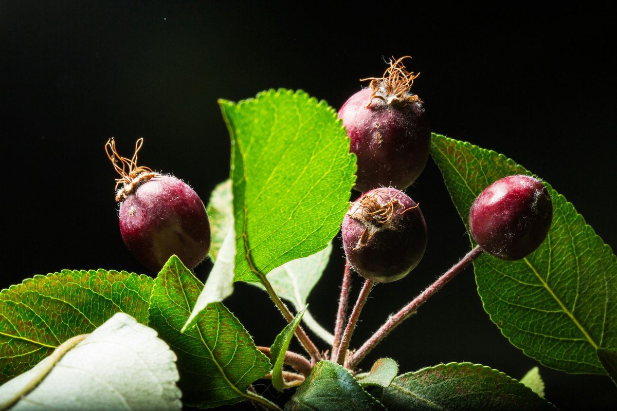 RecipesandRoots's tweet photo. It's crabapples time!

Discover how crabapples shaped Canadian culinary history on the Prairies.

https://t.co/LryFPWn69V

#CanadianFoodHistory #PrairieFoodways #IndigenousCuisine #PioneerPreserves #SustainableCooking #SeasonalEating #LocalFood #Crabapples #freefood #heritage https://t.co/LUOlviO7OA
