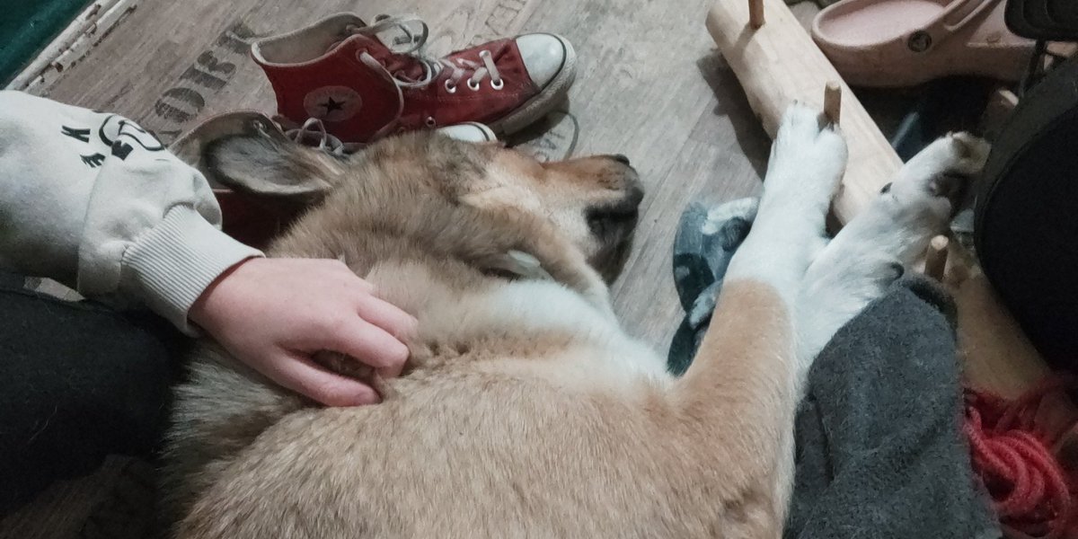 𝑫𝒂𝒎𝒊𝒂𝒏 𝑾𝒂𝒚𝒏𝒆 tweet media