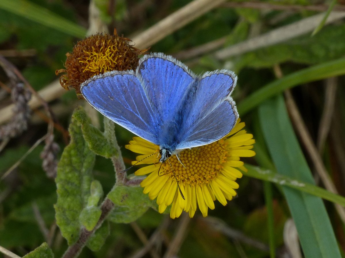BArnold668's tweet photo. Butterflies at Durlston today - Comma, Clouded Yellow, Common Blue, and a Wasp Spider (underside). In the last few weeks we have seen 7 Clouded Yellows. Total species count today 12 - good for end of season. @savebutterflies @DorsetWildlife @GreenDorset @BC_Dorset @SightingDOR https://t.co/cecaNtxMWI