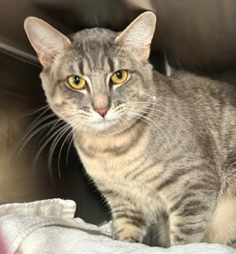 🆘🆘 ONYX JUNIS, 2 YO, MALE –  IN MANHATTAN ACC - came into the shelter as an  owner surrender on 8/12/2025, with the surrender reason stated as person circumstance- moving - no pets allowed.    🆘🆘 😿 😿 😿 😿

➡️TBD 9/18/25

➡️ NEW HOPE RESCUE PARTNER ONLY

➡️ SHELTER AT