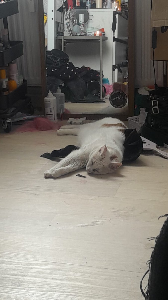 ๐ซ๐๐๐๐๐ ๐พ๐๐๐๐ tweet media