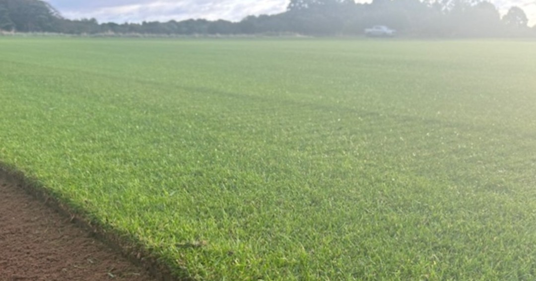 Looking for something finer? Our Royal Gold turf is a superior finer mix, whist retaining some hard wearing properties. It can be mown down to 8mm and is suitable for both prestige landscaping and golf tees. 

 #RoyalGoldTurf #Landscaping #GolfTees #PremiumTurf