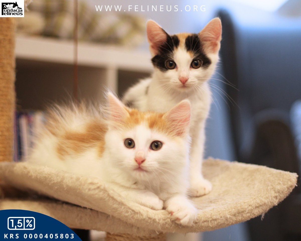 Wesoły i energiczny kociak czeka na dom ❣️

Luka to śliczny biało rudy kocurek urodzony w lipcu 2025r. Jest bardzo wesoły i energiczny, lubi wszelkiego rodzaju kocie zabawy: wędką, piłeczkami, myszkami. W domu tymczasowym przebywa razem z siostrą Luna, z którą idealnie się
