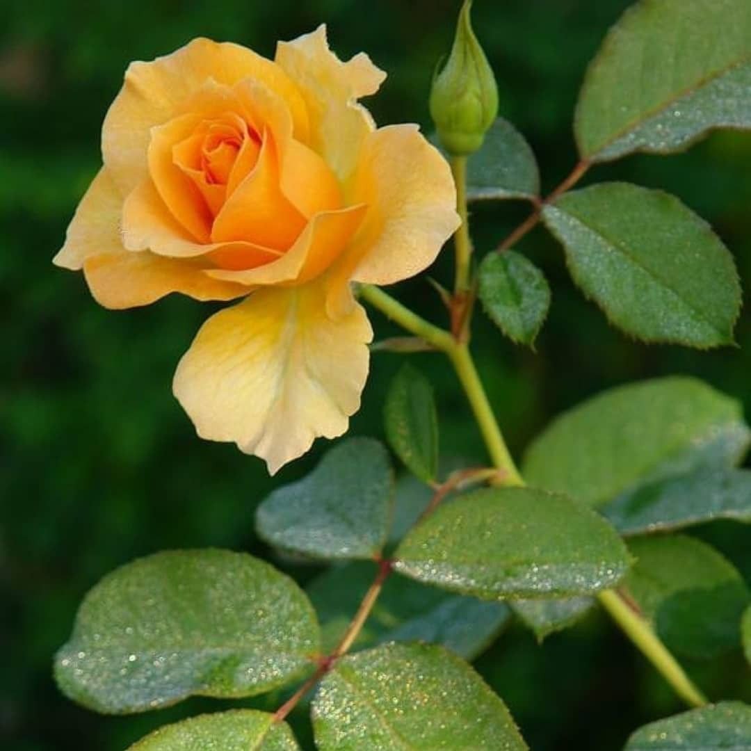 🌟 You are my favorite place to go to.
#Photography #Flowers #Rose #rose