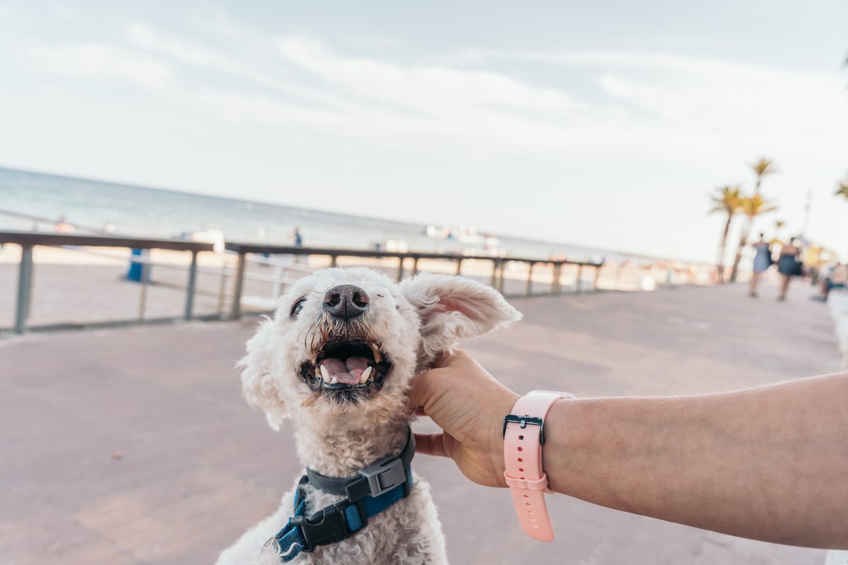 30millionsdamis's tweet image. Espagne : Fin juin, le gouvernement a soumis à consultation publique des projets de décrets royaux sur l’identification et la détention des animaux de compagnie. Ceux-ci prévoient notamment une formation obligatoire pour les propriétaires de chiens. Le texte impose également le…