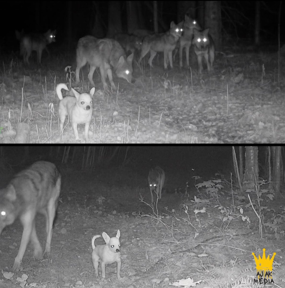 Un chihuahua anda causando revuelo en redes por ser parte de una manada de lobos. Hasta dicen que le llaman “El jefe”.