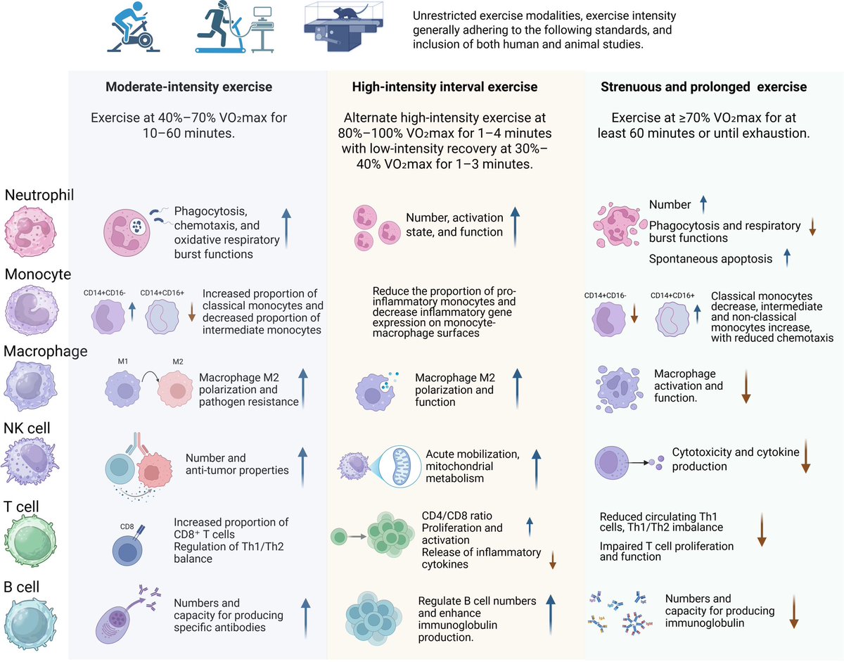 Exercise workload: a key determinant of immune health – a narrative review
pmc.ncbi.nlm.nih.gov/articles/PMC12…
