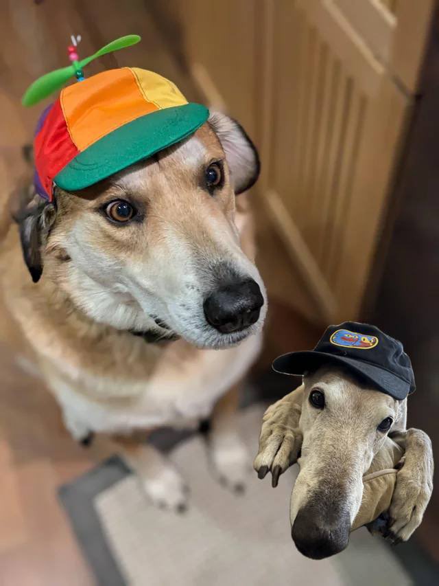 Me when the ticker is $BITCOIN 🟥🟨🟦