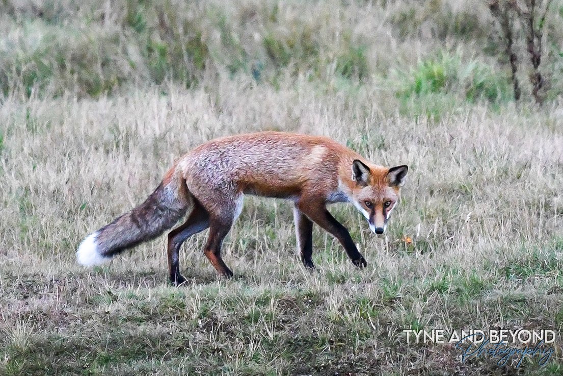 Those eyes! #FoxOfTheDay #NaturePhotography <a href="/HuntSabs/">Hunt Saboteurs Association</a>