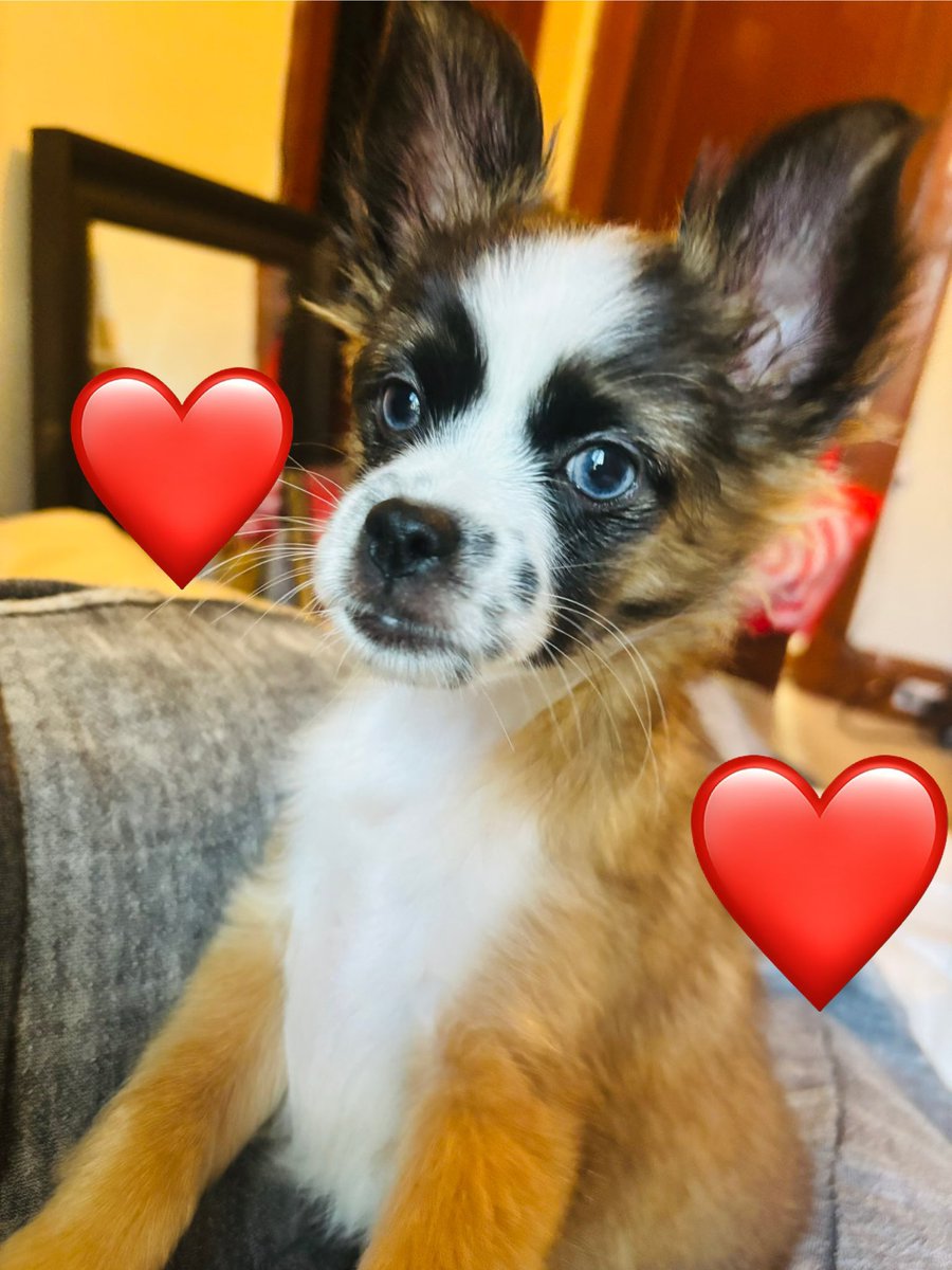 goldbullet_en's tweet photo. It’s gonna be another busy week for me, apologies for the lack of schedule once again. It’s because….

I adopted a puppy! She’s 3 months old and I need help naming her! https://t.co/3HBATxAI3t