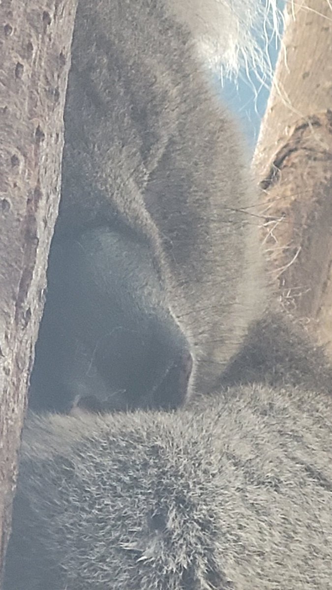 Sleepy koala timeline cleanse