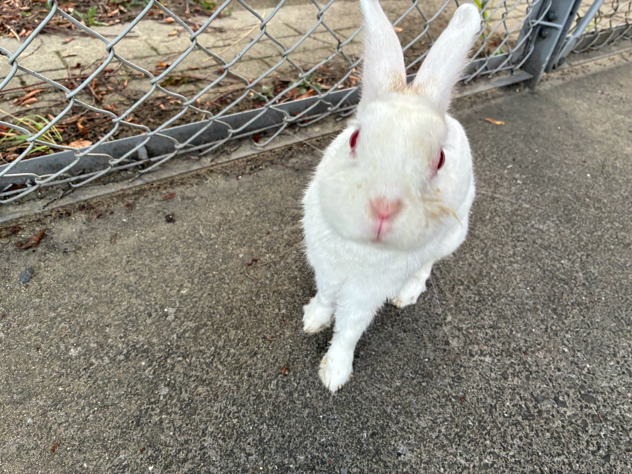 うさぎ まんまる〜🐰 #うさぎ #ウサギ #うさぎと暮らす#うさぎのいる