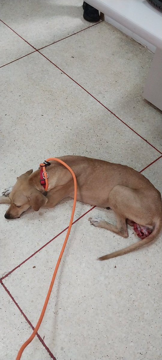 MargaritaPets's tweet image. Manchita necesita Doxorubicina para continuar el tratamiento para tumor de sticker. Por favor si alguien tiene el medicamento y puede donarlo, no importa si está usado. #doxorubicina #tvt #tumordesticker