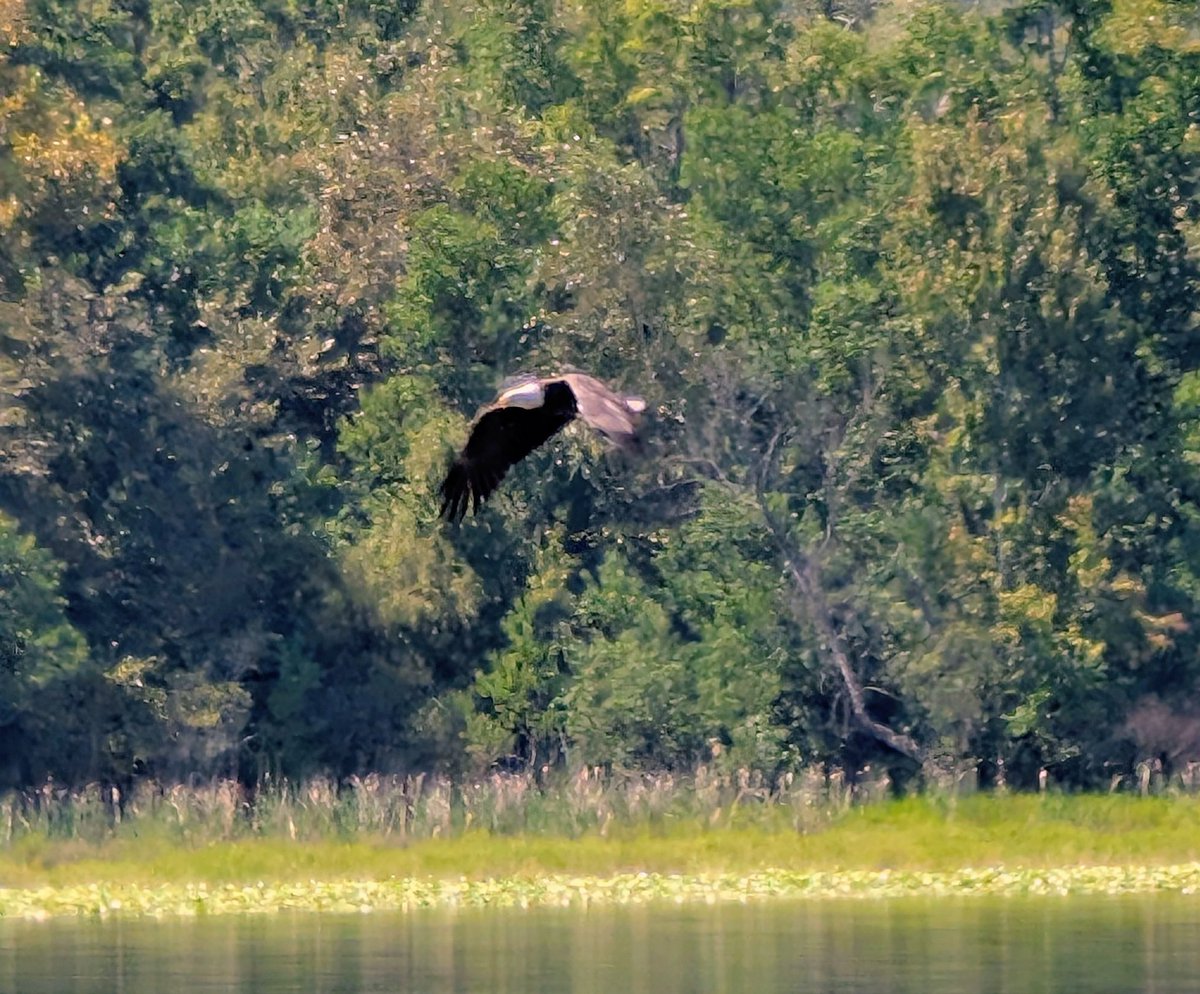 Beautiful bald eagle sightings on this nice Sunday afternoon!  <a href="/LakeTuscLiving/">Lake Tuscaloosa</a> is a treasure!  #rolltide #tuscaloosa <a href="/spann/">James Spann</a> <a href="/garyharris_wvua/">Gary L. Harris</a>
