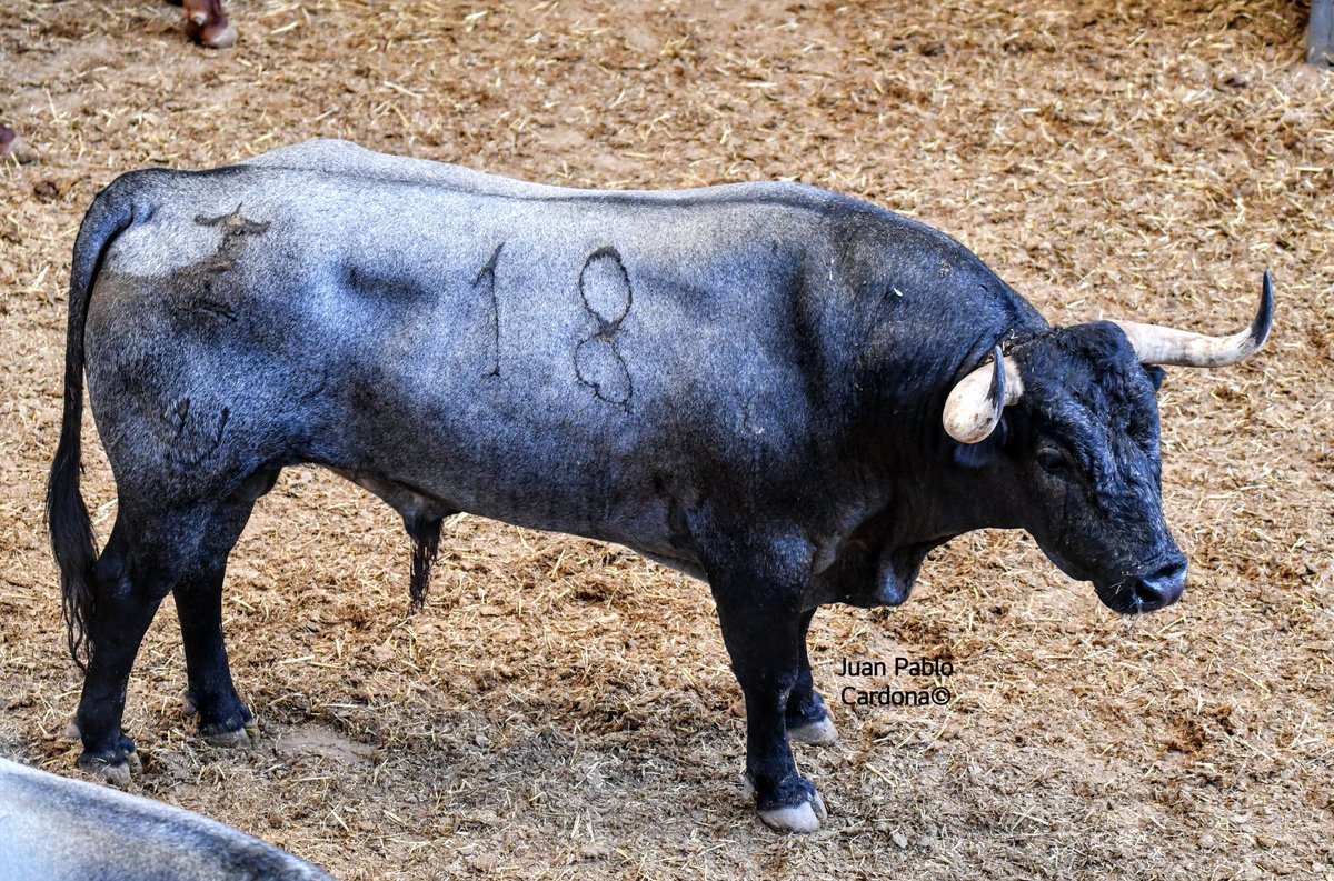 “corredor” de D. José Escolar Gil. toro de 4 varas y casta a placer.

una pena en las manos que ha caído.