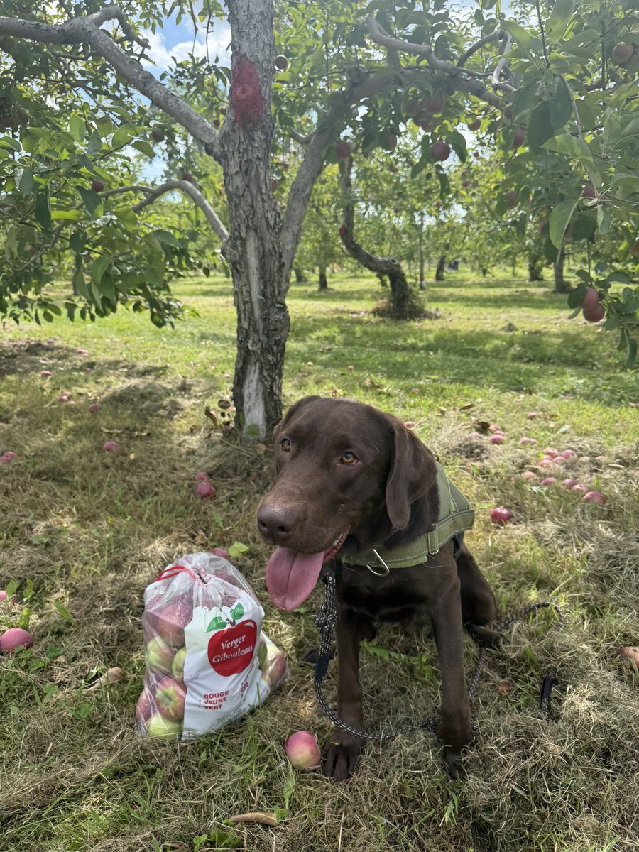 commedesdamdam's tweet photo. My wittle apple boi https://t.co/kR4m0QcKu3
