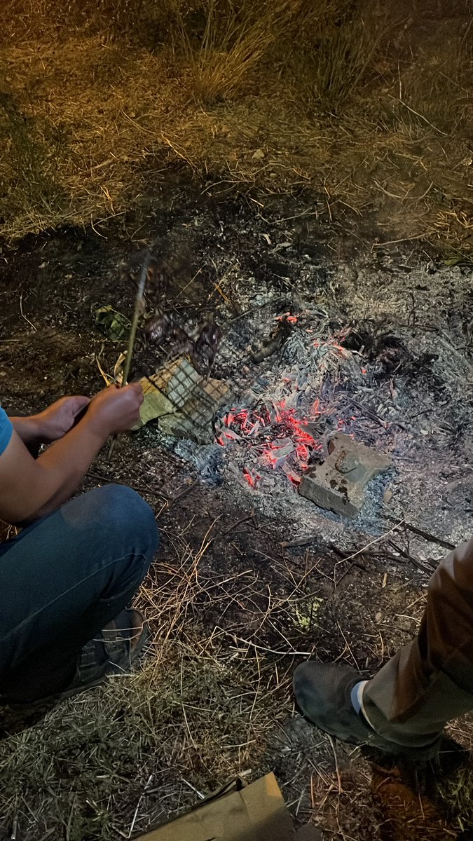 sucuk, kedi, bıldırcın,