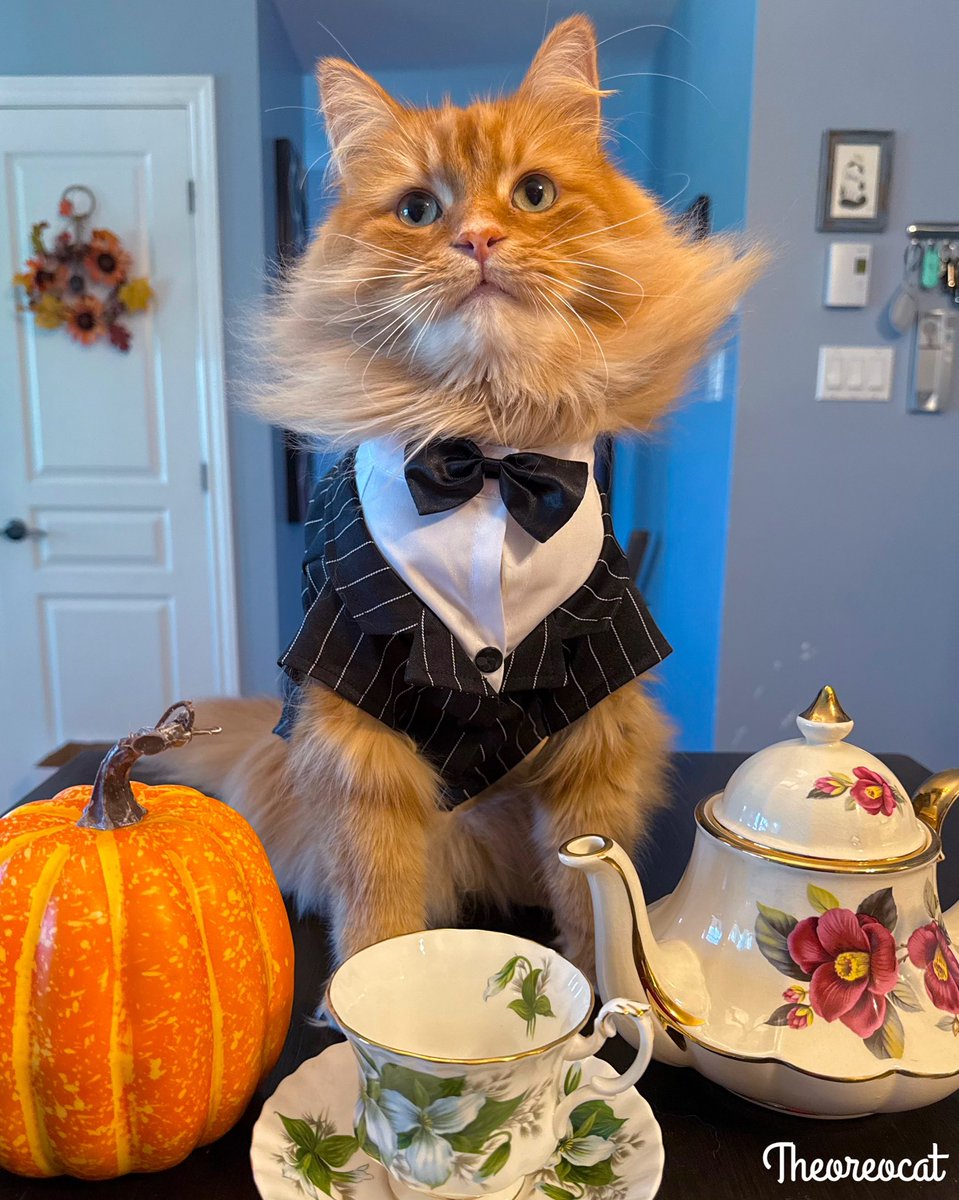 TheOreoCat's tweet photo. Would you like to join Sir Pudding of Butterscotch for Sunday tea? 🫖
#theoreocat #CatsOfX #teafortwo https://t.co/5Ch7GDzyup