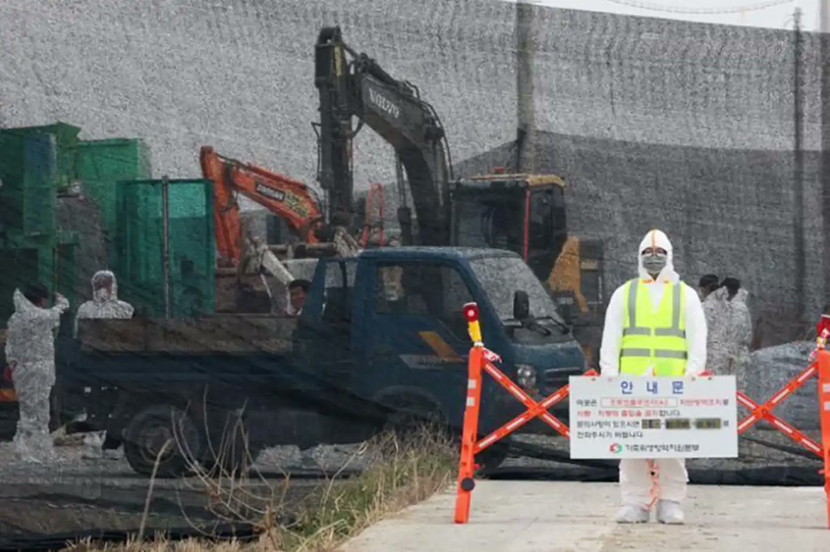 South Korea confirms first bird flu case for this year #SouthKorea 
ilkha.com/english/world/…