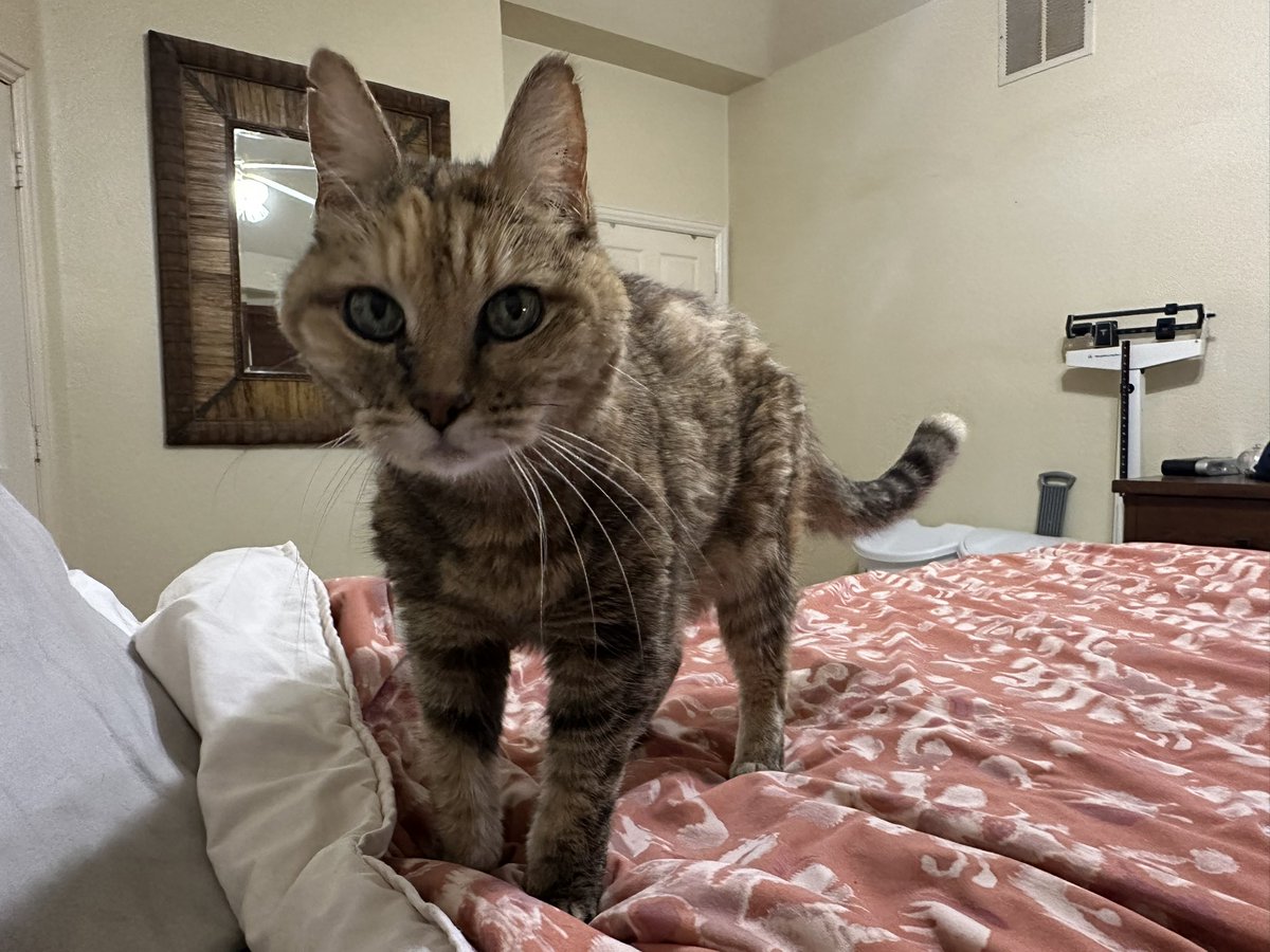 burgerbecky's tweet photo. My cat of 20 years, Amaya, passed away at the foot of my bed last night. She stood by my side through many ups and downs in my life. I will miss her https://t.co/trFWqT6GUL