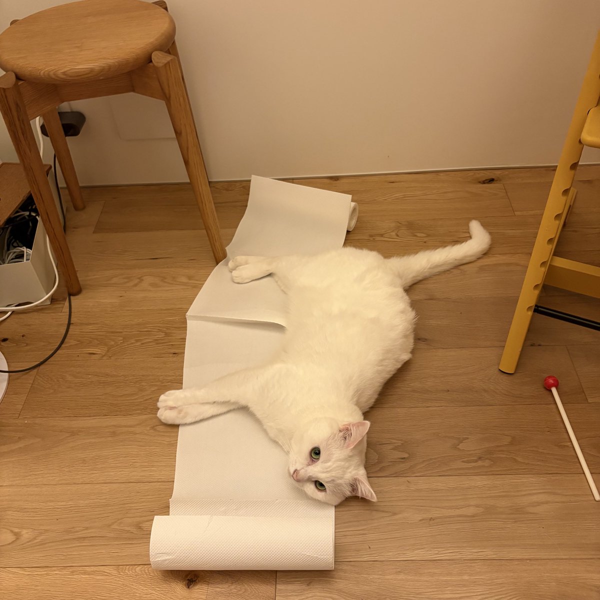 おやもち

コテンしててかわいいね
キチペの上がいいのかな？