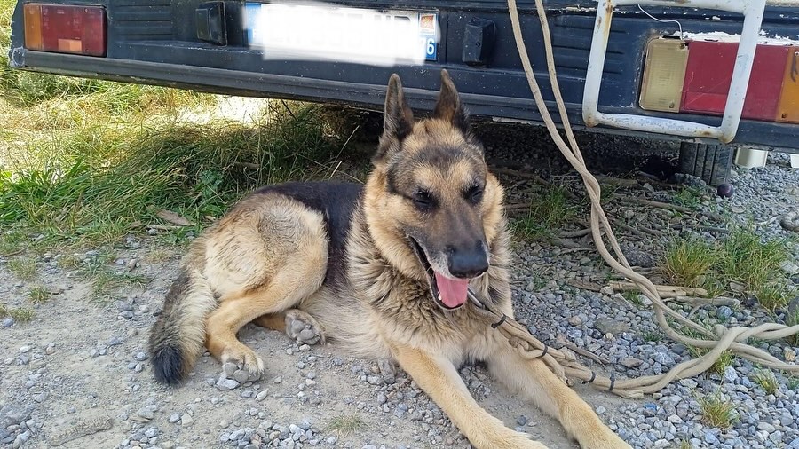 #Cerdanya (Girona-Lleida)
#JAKO tiene 11 años y se ha quedado huérfano. Su humano le dejó en una residencia (donde actualmente se encuentra) para realizar un tratamiento médico que, por desgracia, no superó.

Quedan muy pocos días para que acabe el tiempo que quedó pagado en la