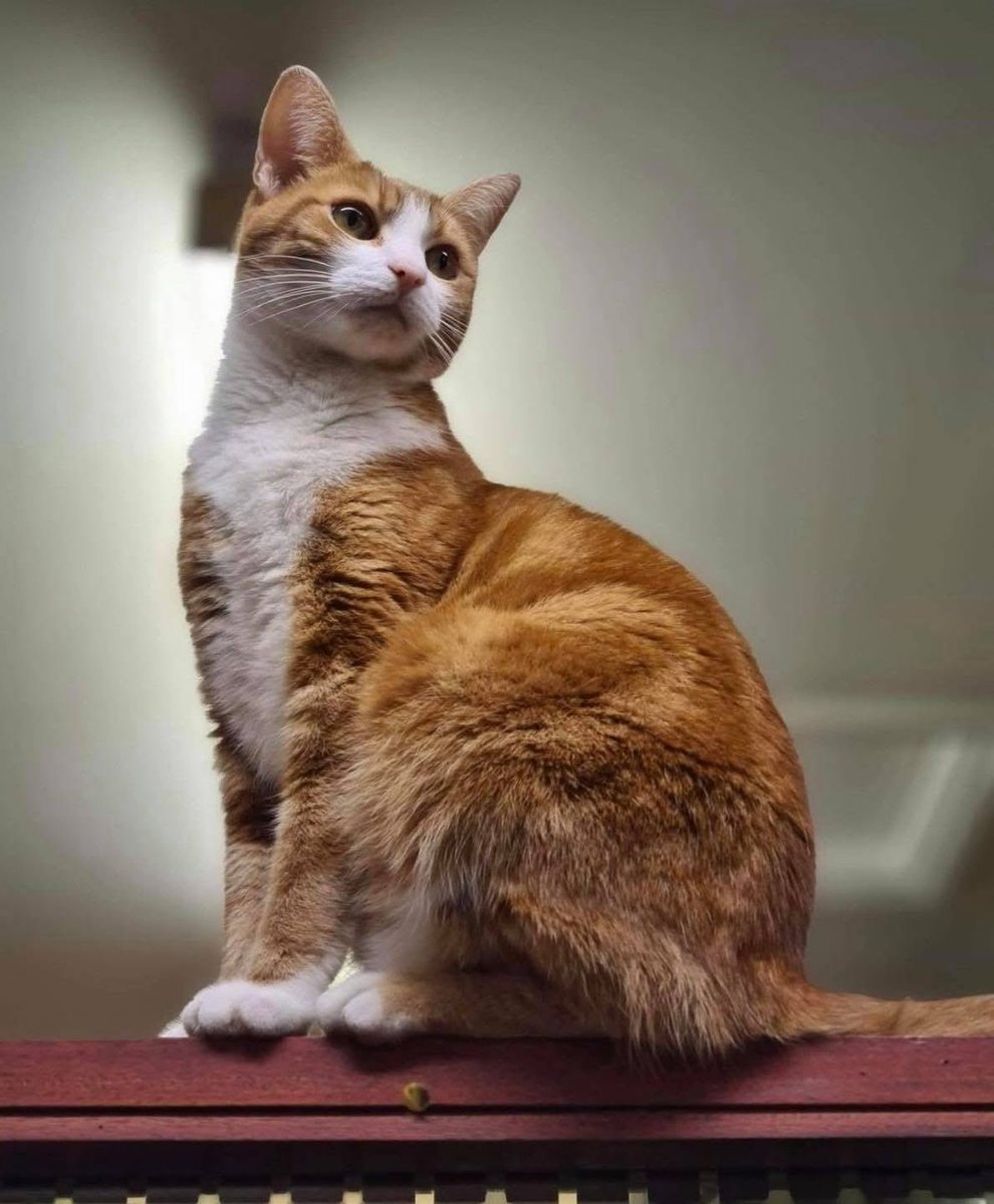 When meownself is feeling somewhat regal being King of ones castle and the whole office bursts into the same old chorus of 

🎵 George Get down 🎵
   
They would be quite harmonious if it were not for the FC sounding  like a foghorn