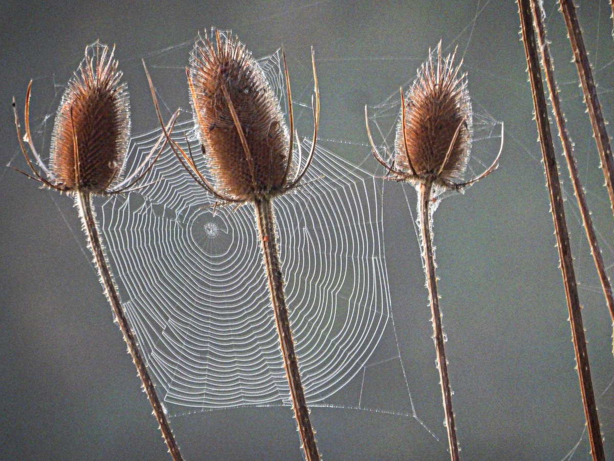 Pacificnorthwestkate🇨🇦 tweet media