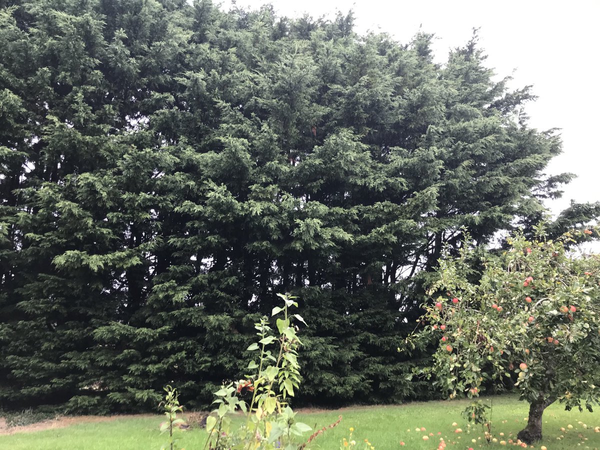 andy shiner tweet media