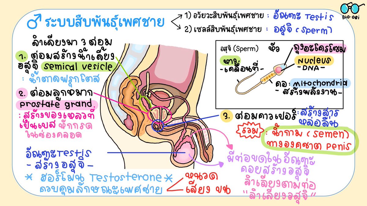 เดโม่ทิ้ ▼・ᴥ・▼ tweet media
