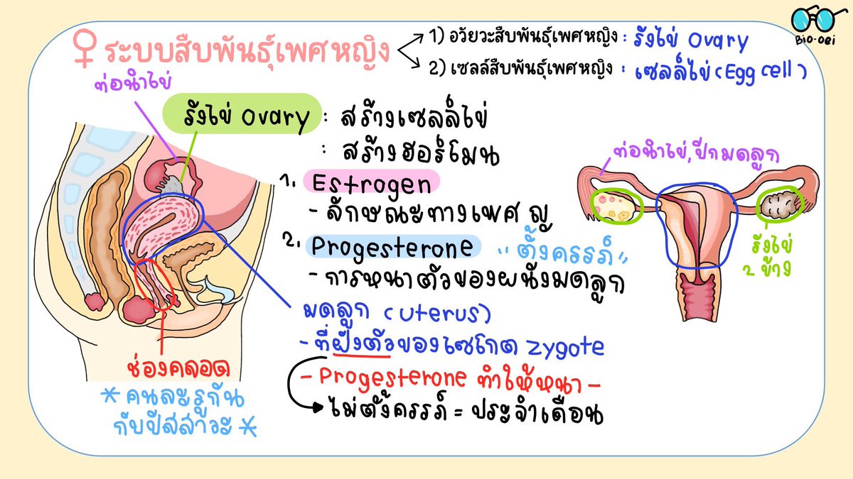 เดโม่ทิ้ ▼・ᴥ・▼ tweet media