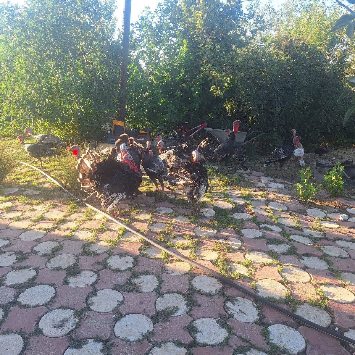 Bunlar #YükselAnne'nin hindileri , hatırlarsanız hindi köpek anlatımından pek çok hikaye yazılmıştı