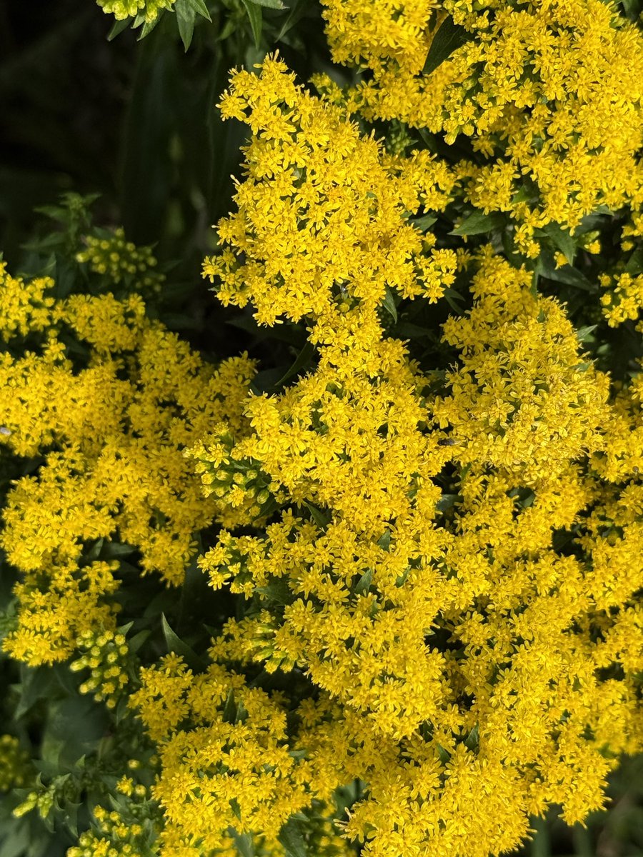 colors of early autumn