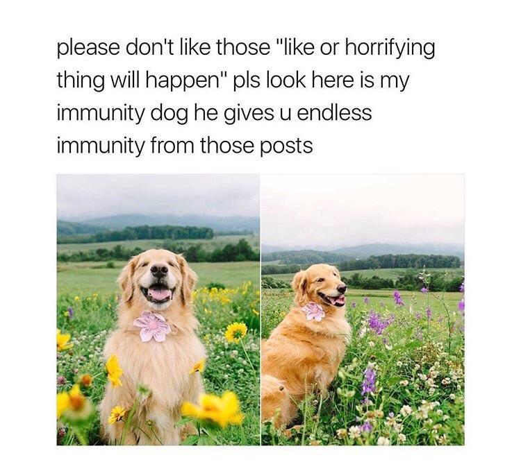 WholesomeMemes (@wholesomememe) on Twitter photo 