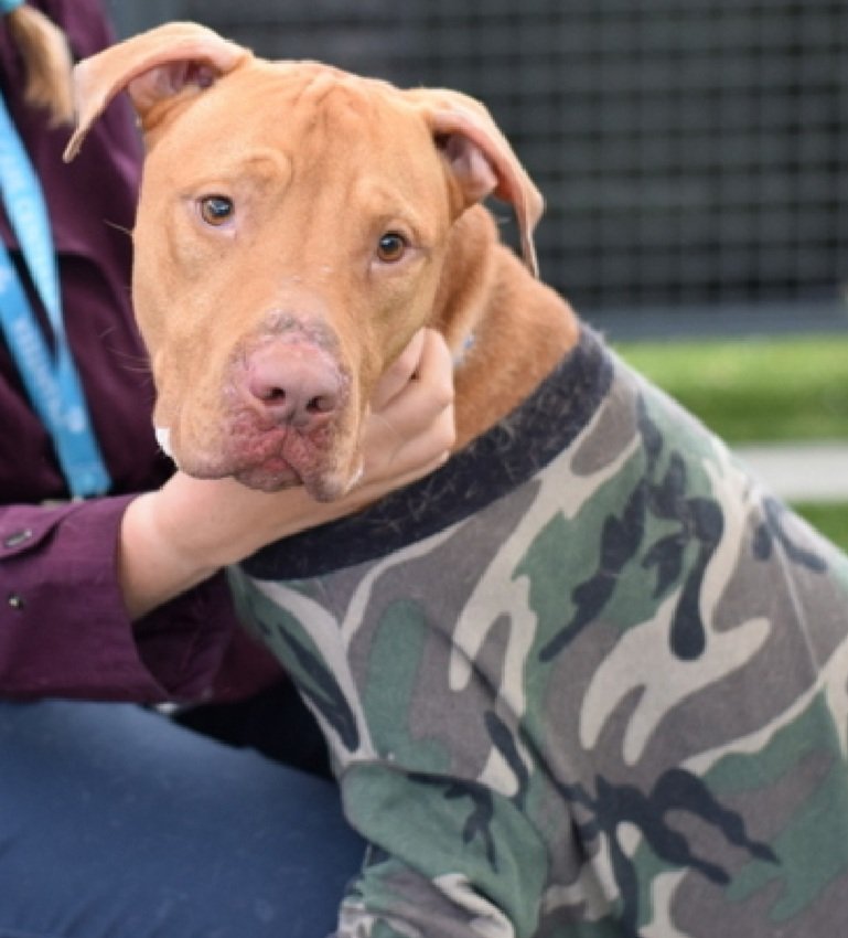 Tesla had a deadline of 4 pm yesterday, but if a #foster is found NOW, he can be saved. 
RSVP, Inc wants to save him, but needs a #foster 
call (631) 533-2738 ASAP if you can be a foster hero for Tesla!