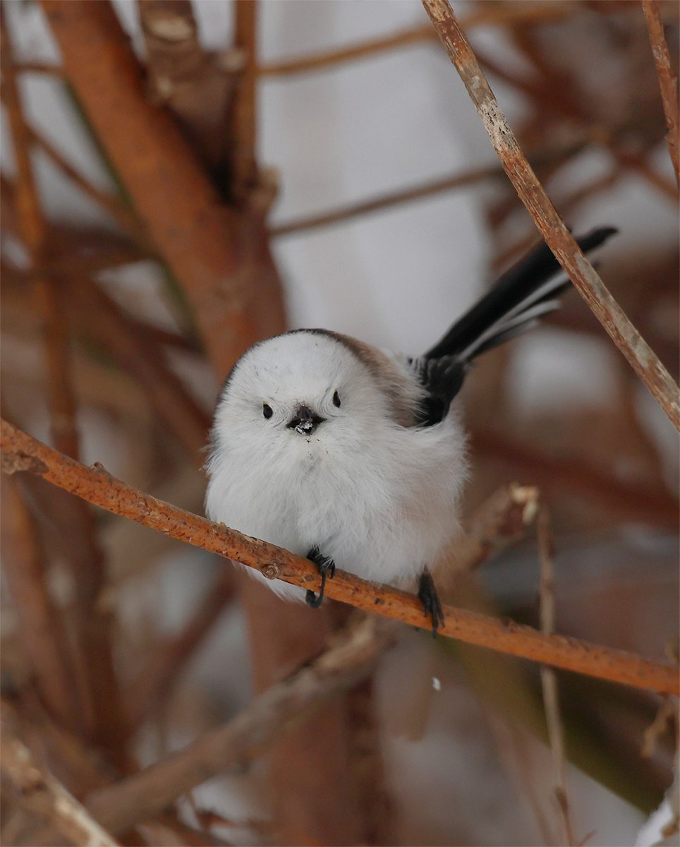 ◇・）ﾁｭﾋﾟ