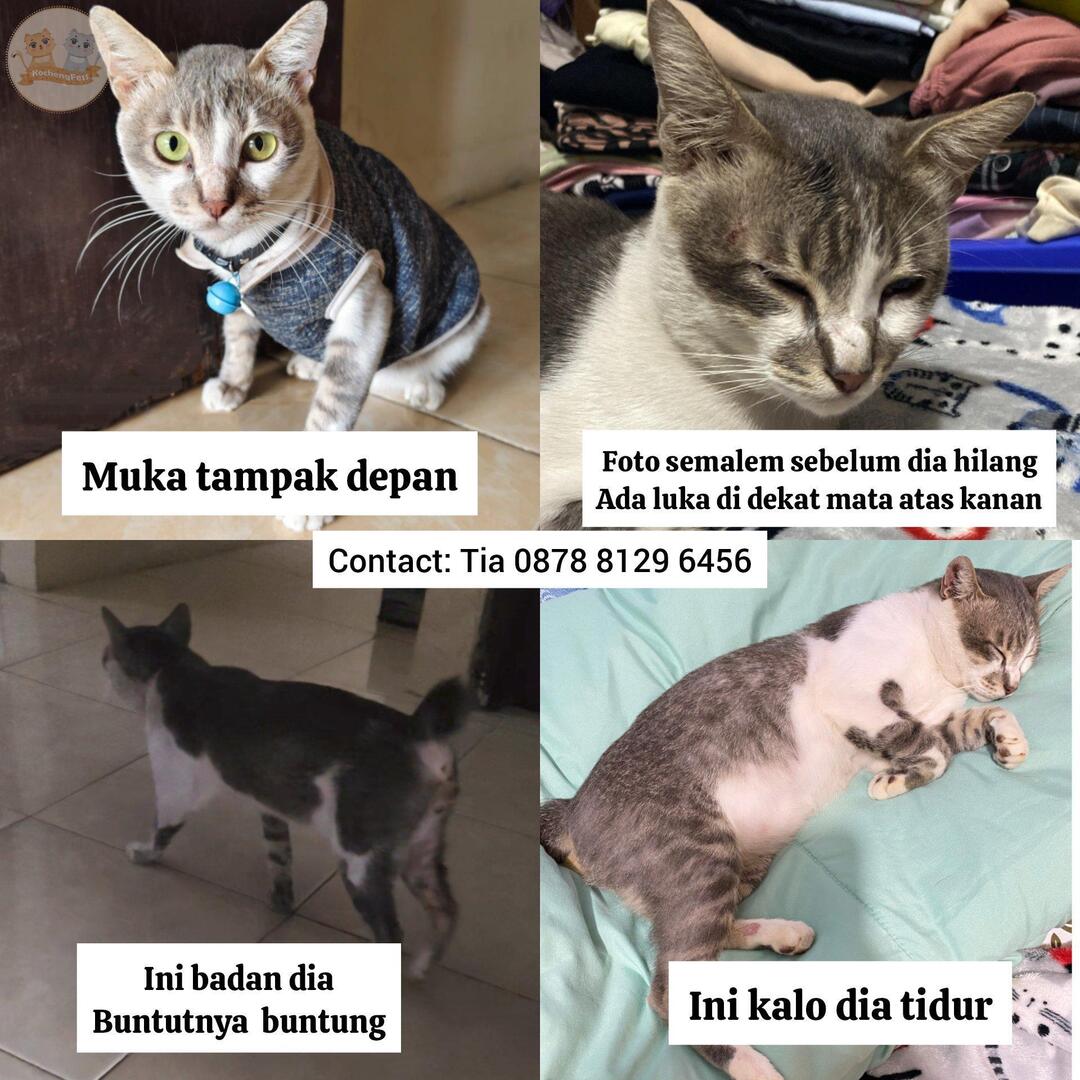 kochengfs's tweet photo. ini kcg! ku, Abu (3th) jantan, hilang dari 2 hari lalu. Biasanya gapernah main jauh, dia tipikal yg berisik tp penakut. Lokasi hilang sekitar Jl. H. Usman, Kp. Belimbing Sawah, Pancoran Mas Depok (dkat Stasiun &amp; Pasar Lio). Klau ada yg lihat, tlg info ya. Makasih 🥺🙏🏻 https://t.co/UyF6KoJY1b
