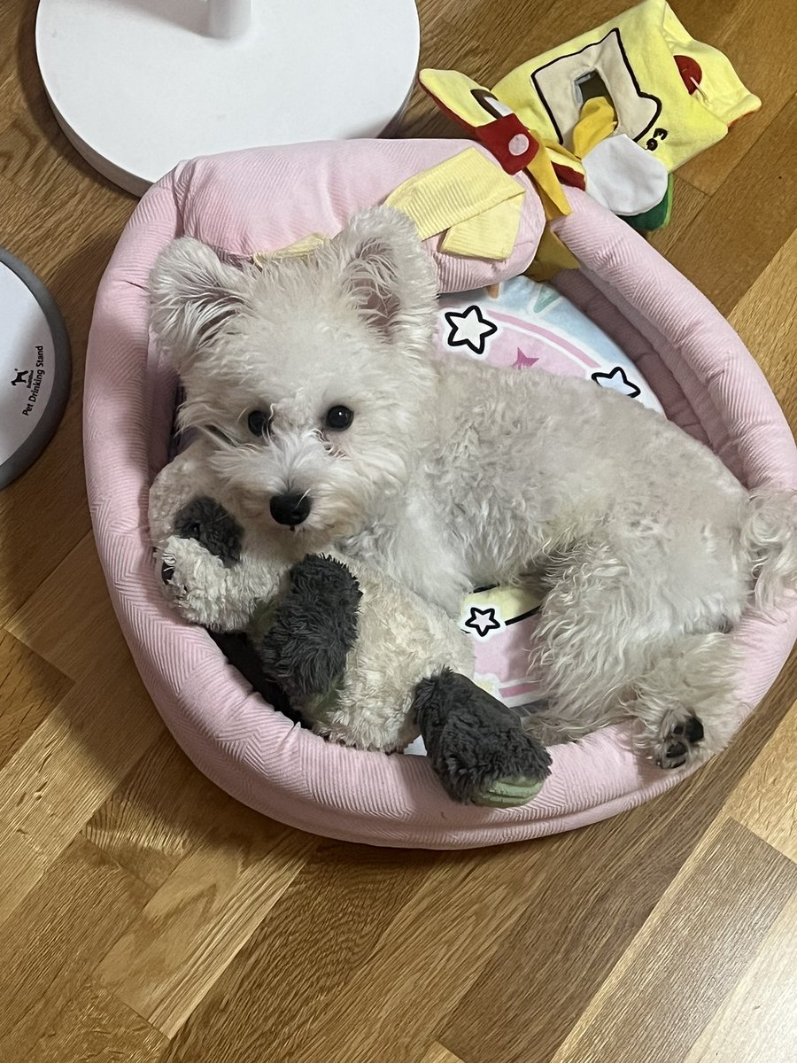 deovo0's tweet photo. 我何德何能能拥有这么可爱的小狗 https://t.co/aNw0EhbKY4