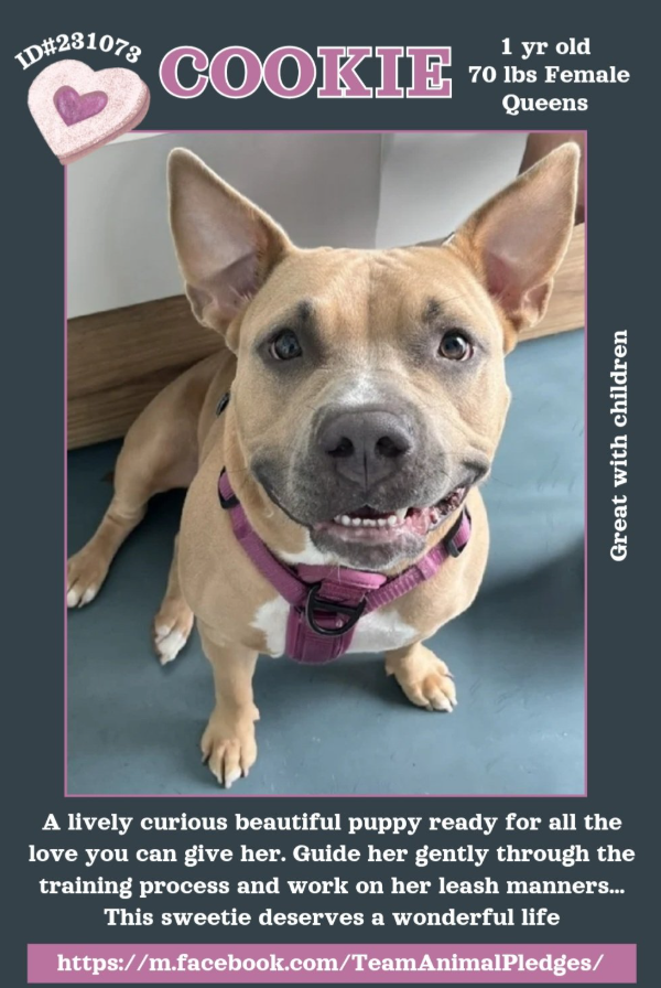 tomsland_'s tweet photo. Stunning 1 yr old Cookie (Queens ACC) lived with children in her prior home.
She doesn't belong at risk in a kill shelter.
She needs daily physical activity with a loving, patient hooparent who gets how to raise a very playful puppy.
https://t.co/NxnsrMVrTh
#Adopt #Foster #Pledge https://t.co/8l2ANrqy34
