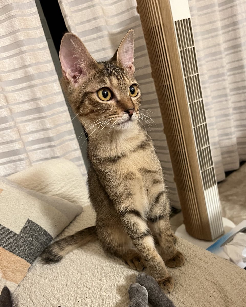 なんか背筋ぴーーんしてる