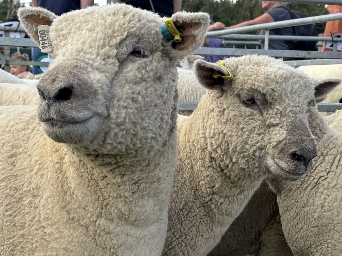 CountryShows's tweet image. Another photo from a great day at @thehenleyshow  Always fun to see the animals—full of character and charm, as ever.
#HenleyShow #CountryShows #LivestockShow #SheepLife #FarmAnimals #RuralTraditions #BritishFarming #AgriculturalHeritage #HenleyShow2025