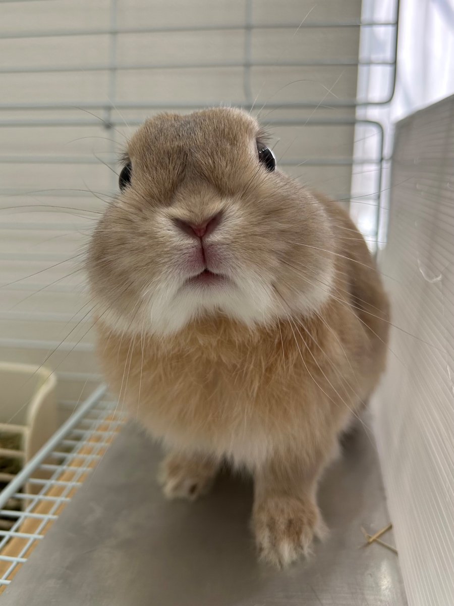 うさぎのもか tweet media