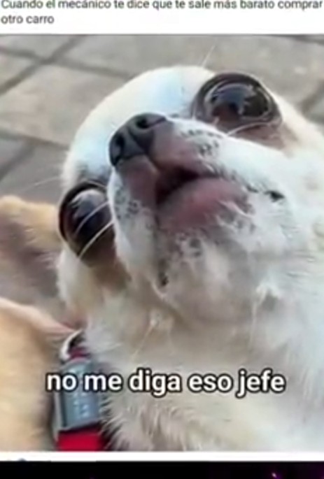 Memes perrunos parte 2