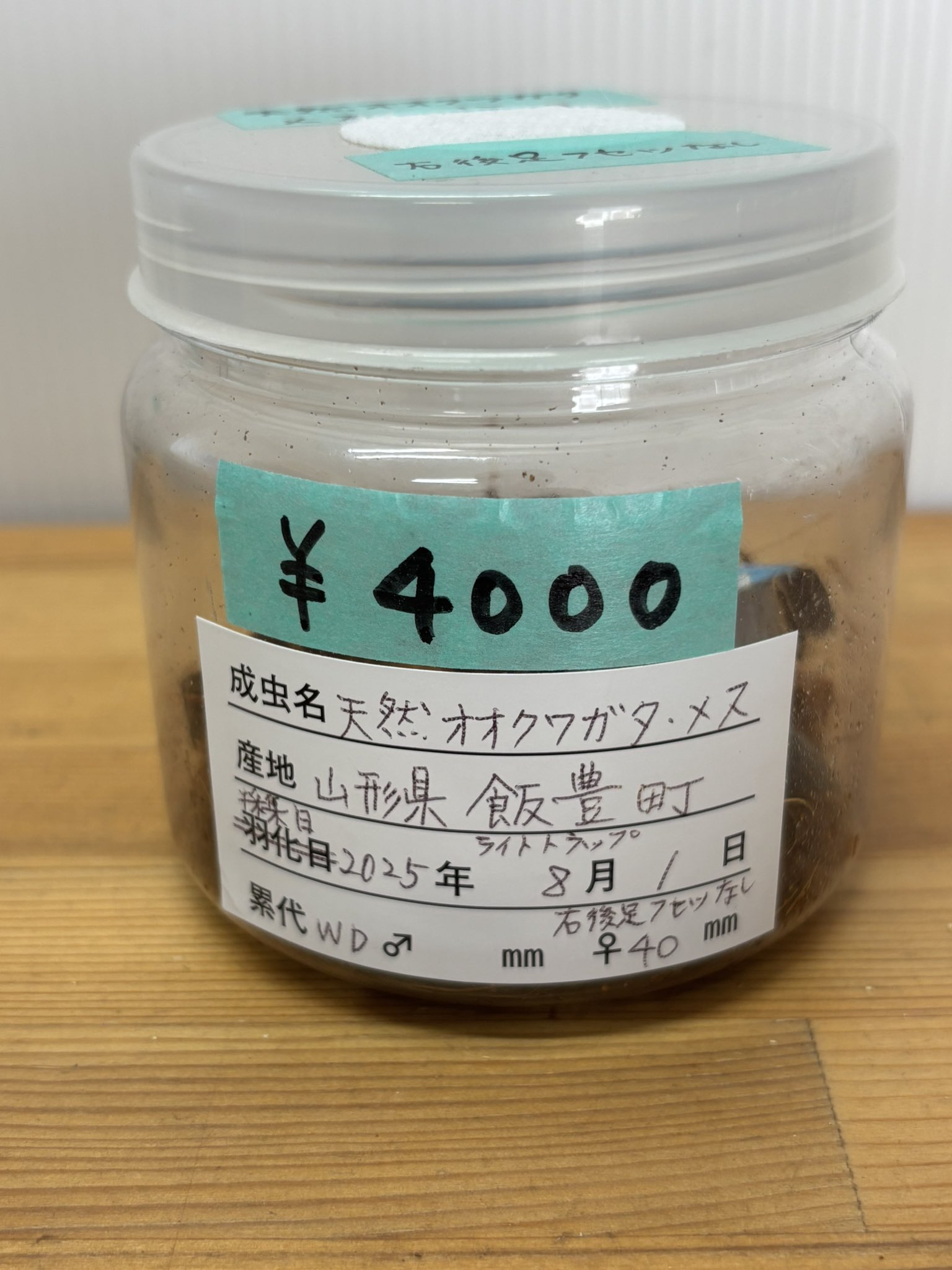 フェスキメ タラチオ まとめ売り フェスキメ タラチオ まとめ売り